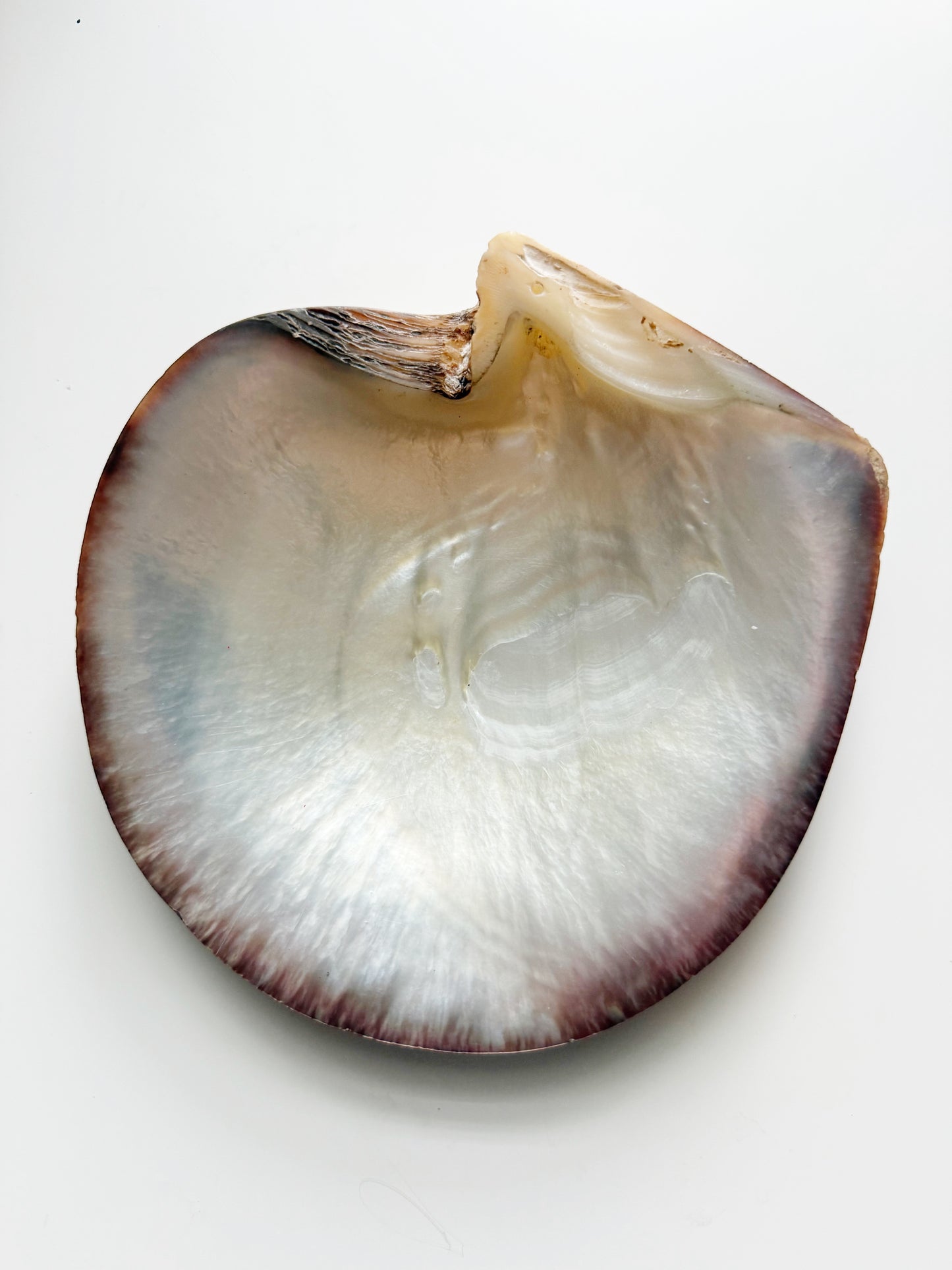Carved Mother of Pearl Shell
