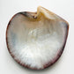 Carved Mother of Pearl Shell